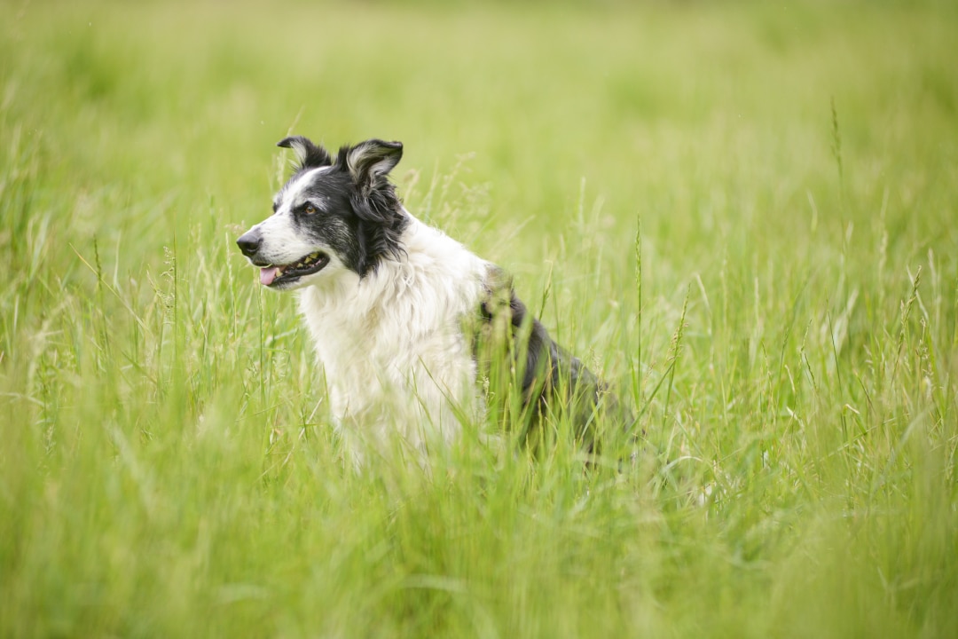 A black an white dog sits in a field looking at something out of frame