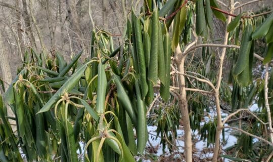 Rhododendron leaves exhibiting thermonasty in a deciduous forest with snow on the ground.