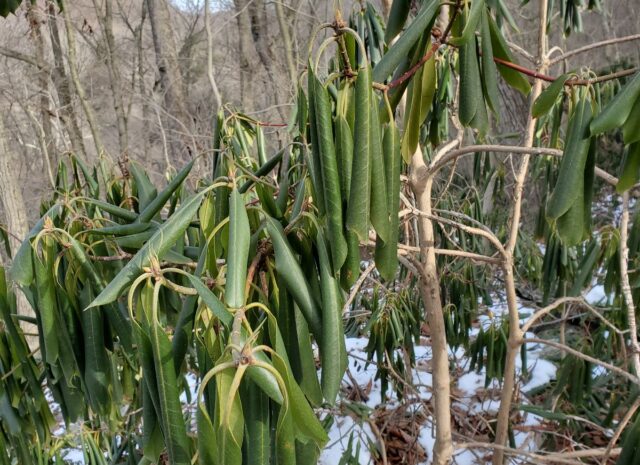 Rhododendron leaves exhibiting thermonasty in a deciduous forest with snow on the ground.