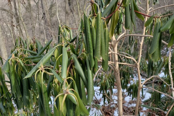 Rhododendron leaves exhibiting thermonasty in a deciduous forest with snow on the ground.