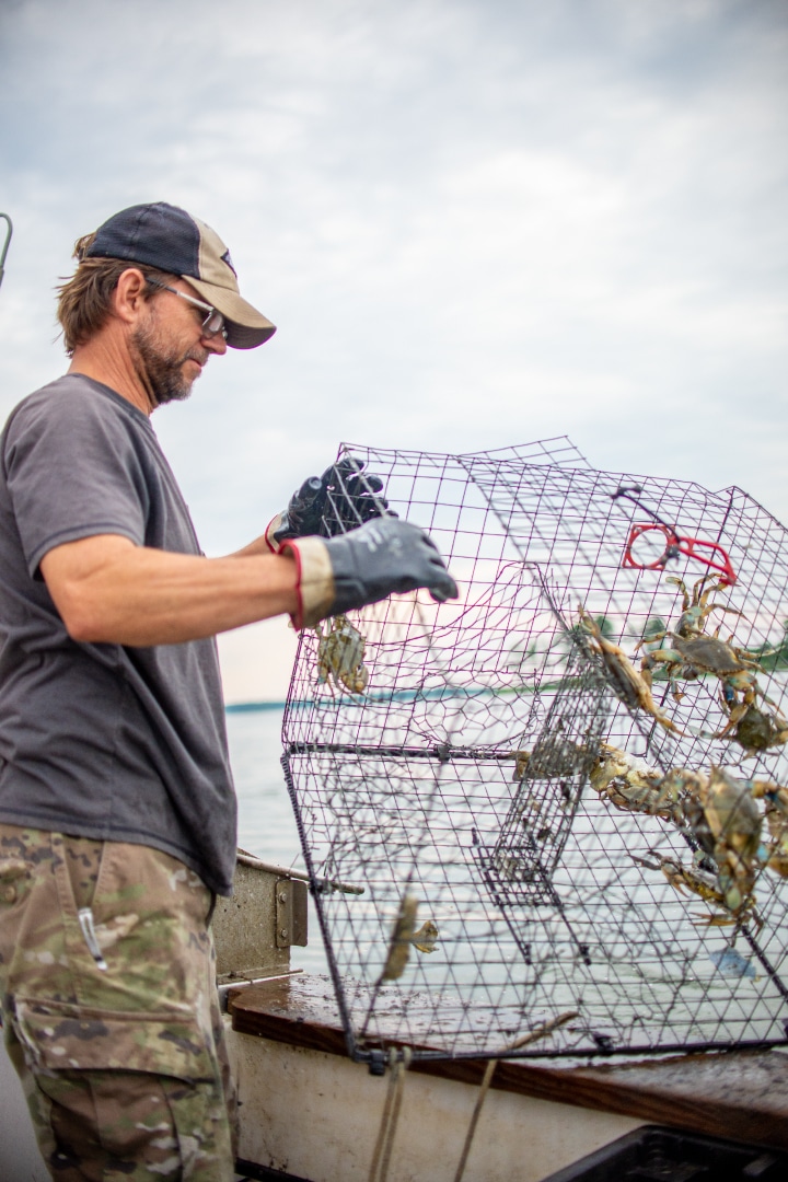 A person removes crabs from a crab pot on a boat