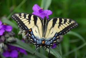 An Eastern tiger swallowtail butterfly with its wings fully open as it rests on a purple plant.