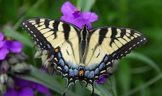 An Eastern tiger swallowtail butterfly with its wings fully open as it rests on a purple plant.