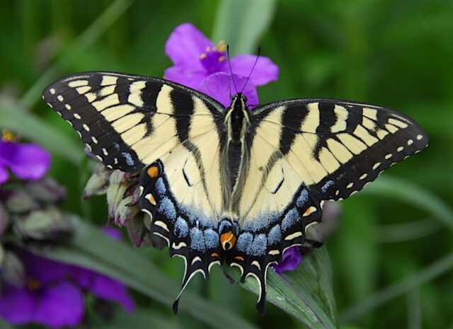 An Eastern tiger swallowtail butterfly with its wings fully open as it rests on a purple plant.