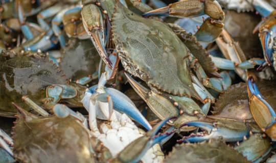 a close up of blue crabs in a bucket