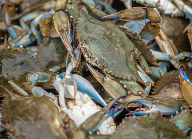 a close up of blue crabs in a bucket