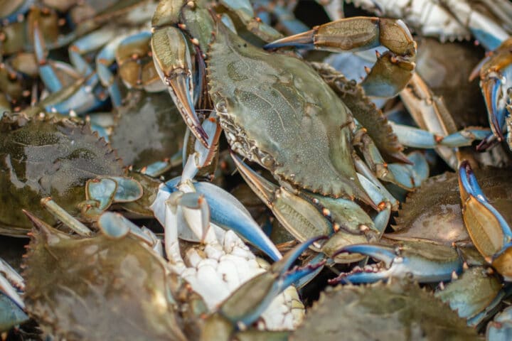 a close up of blue crabs in a bucket