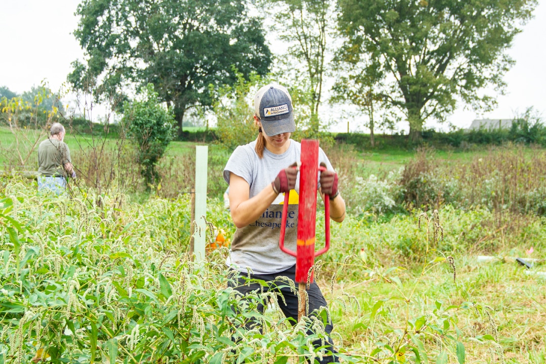 A person pounds a wooden stake into the ground