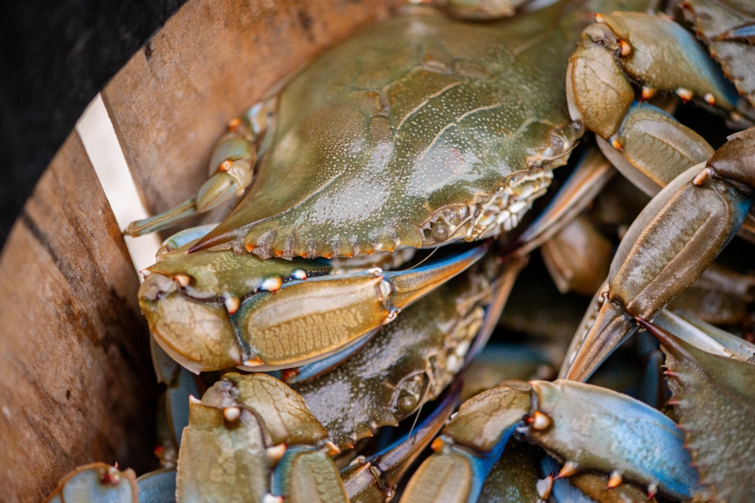 A closeup of blue crabs in a wooden basket