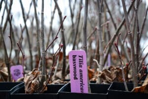 Tilia americana seedlings in a flat of rockets.