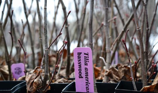 Tilia americana seedlings in a flat of rockets.