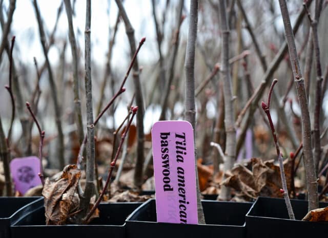 Tilia americana seedlings in a flat of rockets.