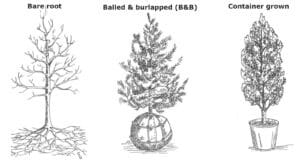 A black and white illustration of a bare root, balled and burlapped, and container-grown tree.