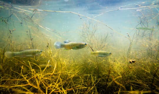 A small group of fish swimming through underwater grass