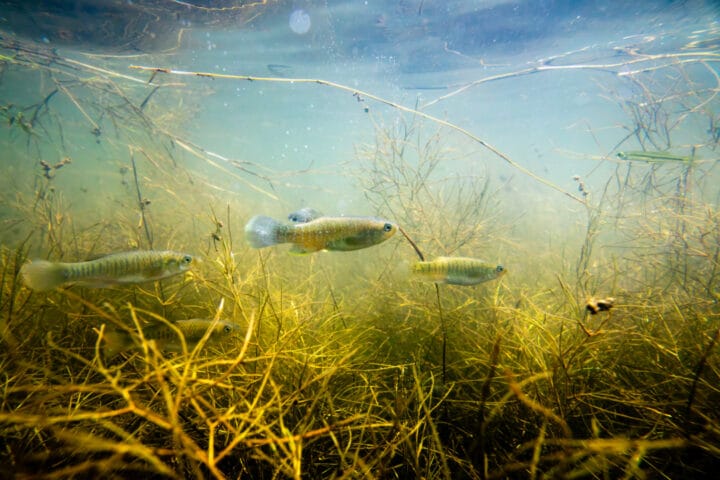 A small group of fish swimming through underwater grass