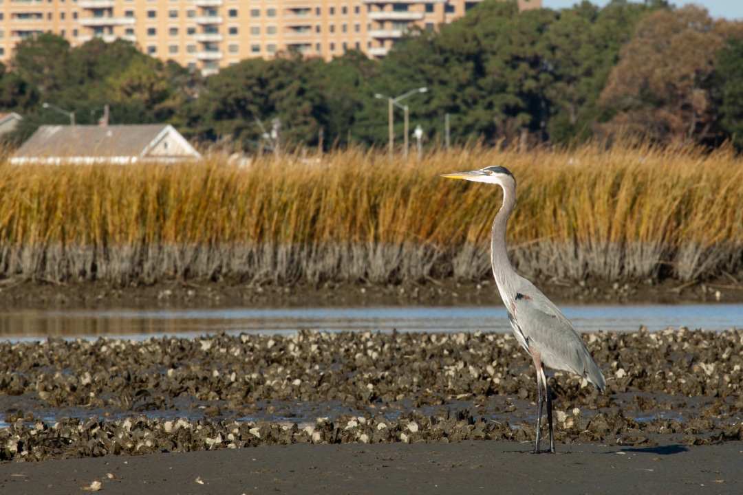 A large bird standing on an oyster reef