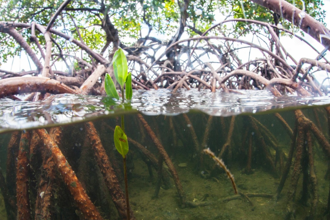 Mangrove tree roots under clear water