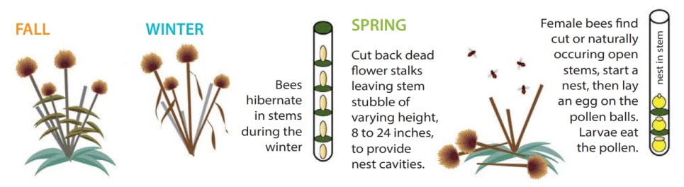 Fall, winter, and spring bee activities