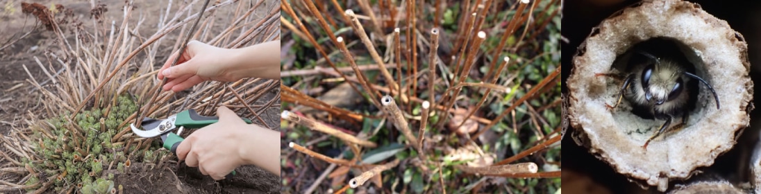 Left, pruning hollow stems. Right, a close up of a bee inside a hollow stem