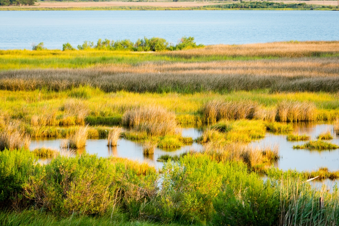 A wide landscape of a grassy wetland